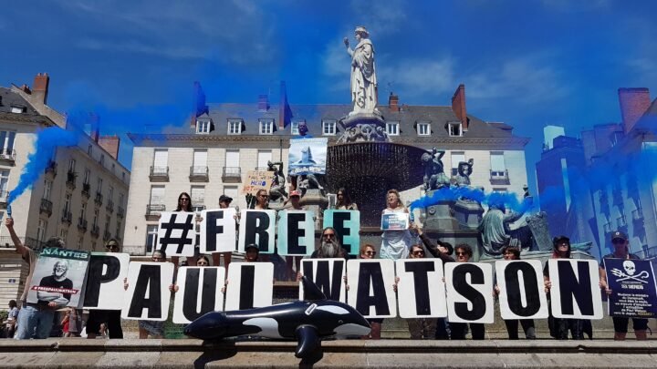 Solidarité pour deux chiennes maltraitées sauvées à Biot : une cagnotte en soutien