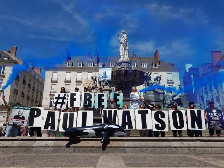 Solidarité pour deux chiennes maltraitées sauvées à Biot : une cagnotte en soutien