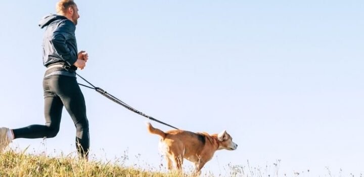 Canine Central: Le nouveau parc pour chiens en plein cœur de Cannes