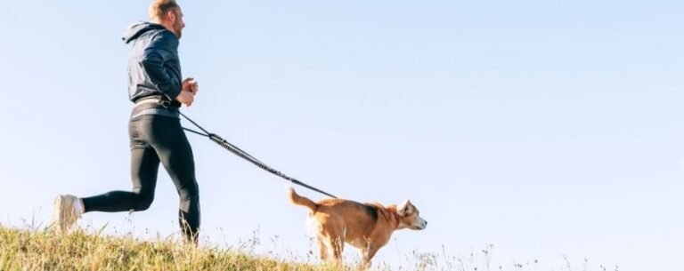 Canine Central: Le nouveau parc pour chiens en plein cœur de Cannes
