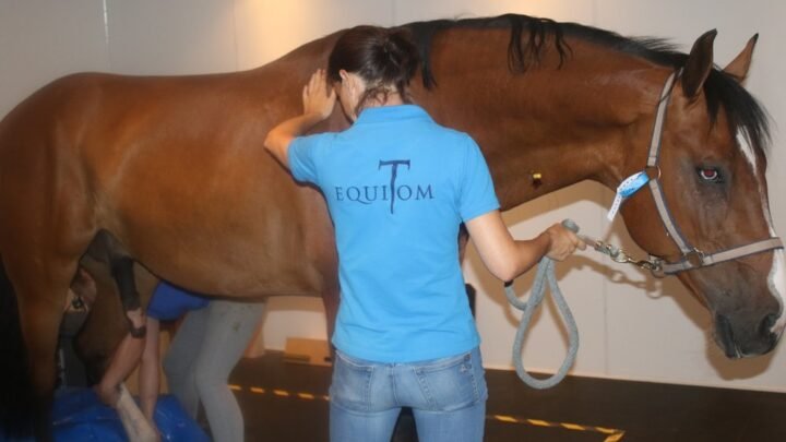 La clinique vétérinaire révolutionne les soins des chevaux avec des IRM innovantes