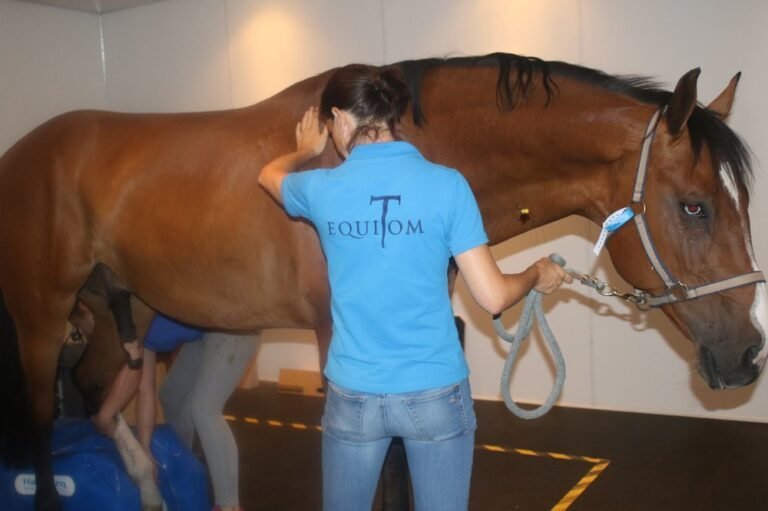 La clinique vétérinaire révolutionne les soins des chevaux avec des IRM innovantes