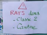 Les habitants de cette ville des Bouches-du-Rhône dépassés par l'invasion des rats