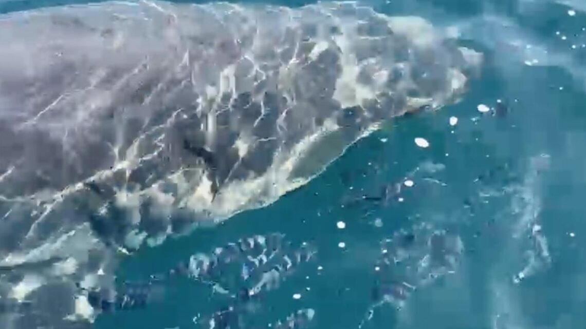 Observation d’un Grand requin blanc au large des côtes varoises Observation d’un Grand requin blanc au large des côtes varoises