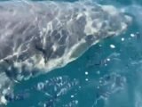 Observation d'un Grand requin blanc au large des côtes varoises