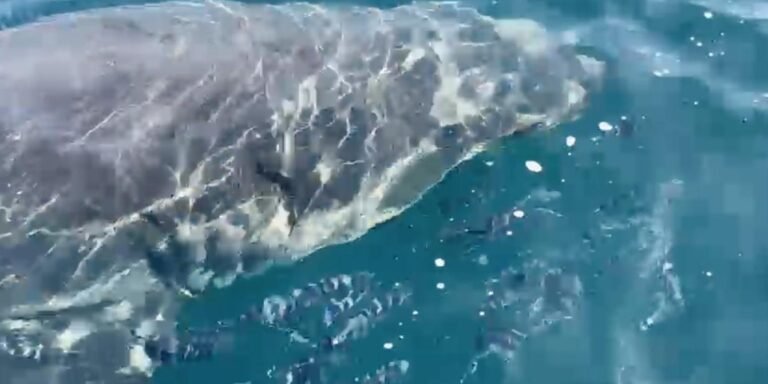 Observation d&rsquo;un Grand requin blanc au large des côtes varoises