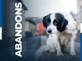 Prévenir les abandons : Les dangers des adoptions impulsives selon un refuge animalier