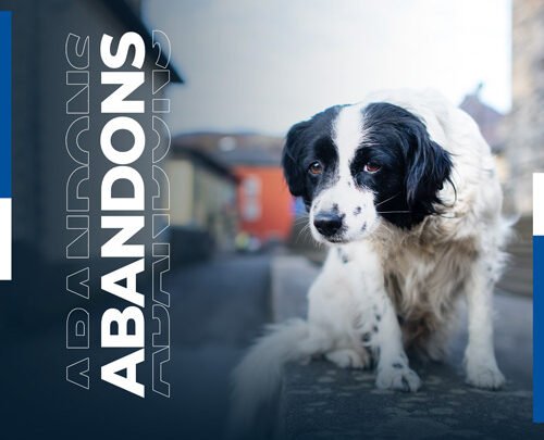 Prévenir les abandons : Les dangers des adoptions impulsives selon un refuge animalier
