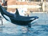 Le gouvernement refuse le transfert des deux dernières orques de Marineland vers le Japon