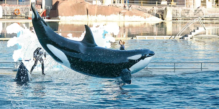 Le gouvernement refuse le transfert des deux dernières orques de Marineland vers le Japon