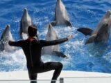 Quel destin attend les animaux et les employés de Marineland d'Antibes?