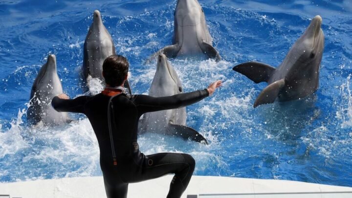 Quel destin attend les animaux et les employés de Marineland d’Antibes?