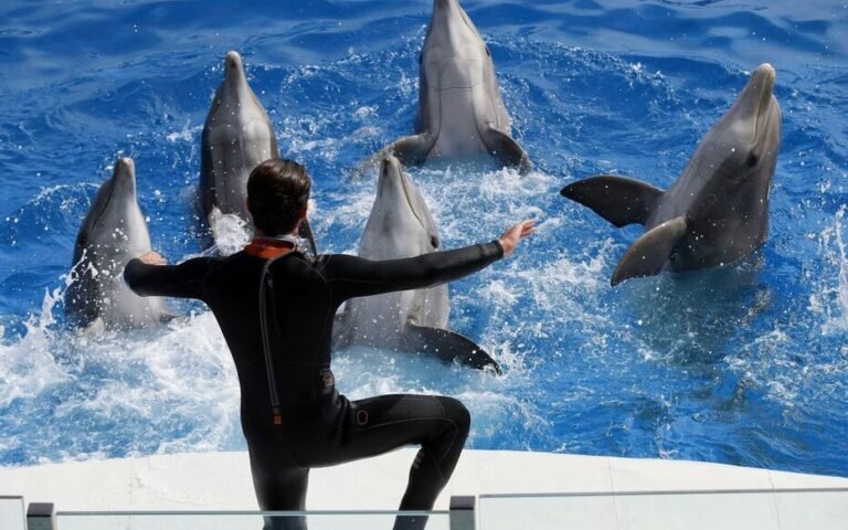 Quel destin attend les animaux et les employés de Marineland d&rsquo;Antibes?
