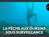 Nouvelle saison de pêche aux oursins lancée à Nice