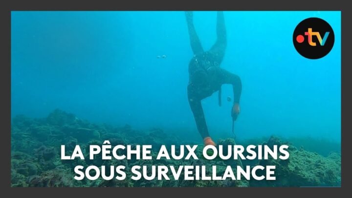 Nouvelle saison de pêche aux oursins lancée à Nice