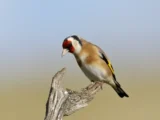 Affaire des oiseaux capturés illégalement : l'homme condamné en appel encore une fois