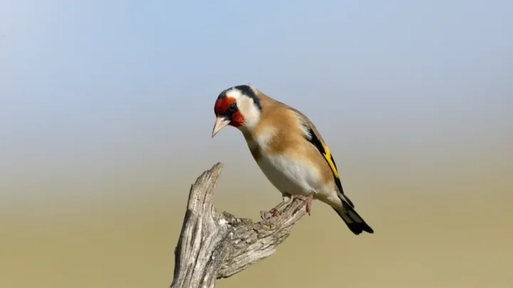 Affaire des oiseaux capturés illégalement : l’homme condamné en appel encore une fois