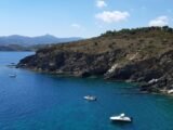 La récolte de mimosa sur la Côte d'Azur en 2025 s'avère être un désastre