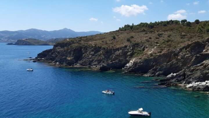 La récolte de mimosa sur la Côte d’Azur en 2025 s’avère être un désastre