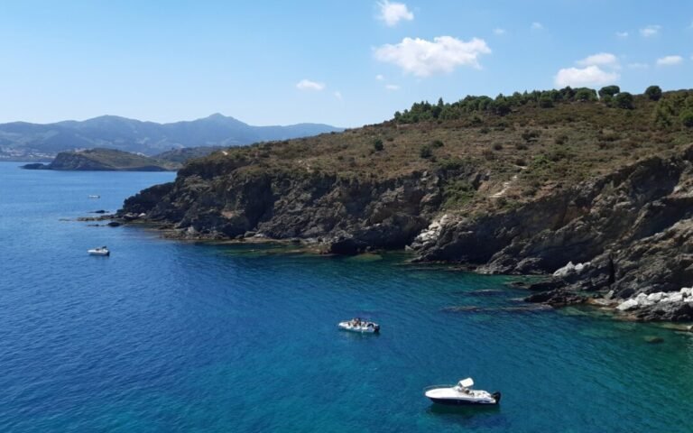 La récolte de mimosa sur la Côte d&rsquo;Azur en 2025 s&rsquo;avère être un désastre