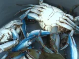 Le crabe bleu envahit le Var : les pêcheurs s'inquiètent de sa prolifération