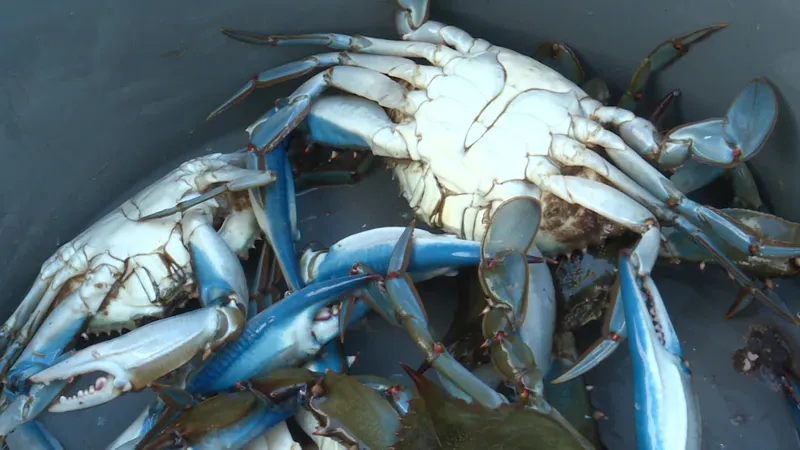 Le crabe bleu envahit le Var : les pêcheurs s’inquiètent de sa prolifération Le crabe bleu envahit le Var : les pêcheurs s’inquiètent de sa prolifération