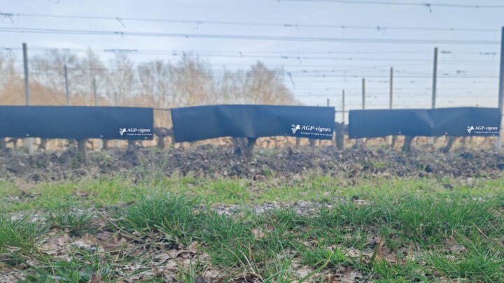 Nouvelle approche de la taille des vignes pour contrer le gel chez ces viticulteurs innovants