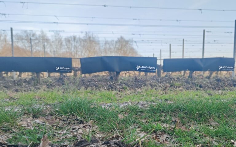 Nouvelle approche de la taille des vignes pour contrer le gel chez ces viticulteurs innovants