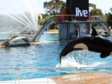 Quel avenir attend les deux dernières orques du Marineland suite à sa fermeture ?