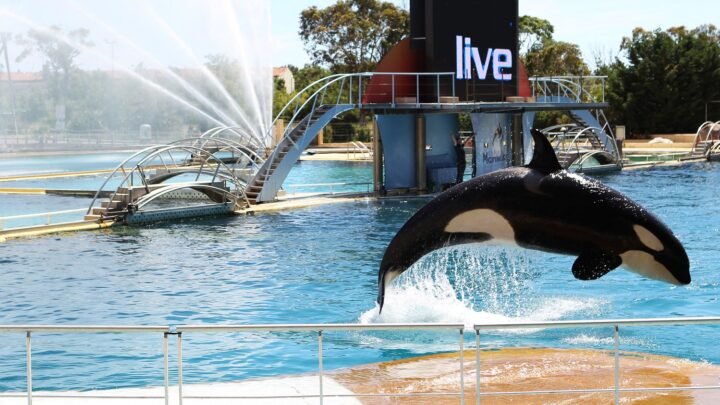 Quel avenir attend les deux dernières orques du Marineland suite à sa fermeture ?