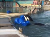"Un gaspillage insensé" critique cet ancien directeur du Marineland suite à sa fermeture