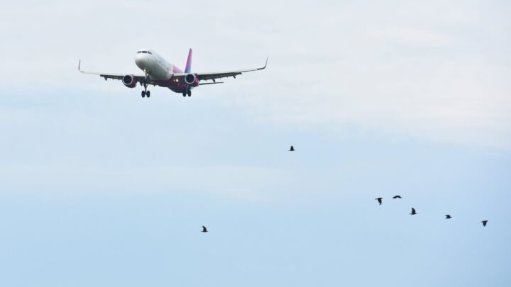 Comment éviter les collisions d’oiseaux avec les avions à l’Aéroport de Nice après l’accident d’un avion coréen ?