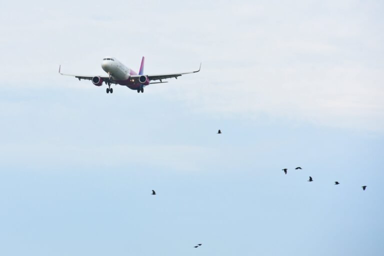 Comment éviter les collisions d’oiseaux avec les avions à l’Aéroport de Nice après l’accident d’un avion coréen ?