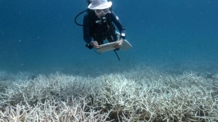 Exploration sous-marine au large de Chypre avec des scientifiques pour préserver le corail de la Méditerranée