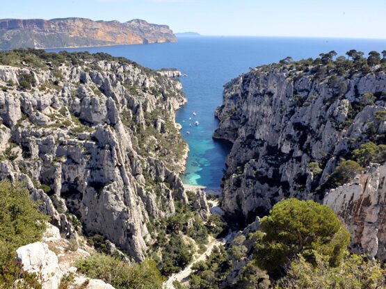 La résurgence des méduses violettes sur la Côte d’Azur La résurgence des méduses violettes sur la Côte d’Azur