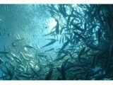 Opération de nettoyage des fonds marins à Cagnes-sur-Mer après la démolition de la ferme aquacole