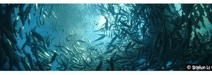 Opération de nettoyage des fonds marins à Cagnes-sur-Mer après la démolition de la ferme aquacole