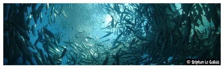 Opération de nettoyage des fonds marins à Cagnes-sur-Mer après la démolition de la ferme aquacole