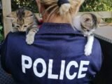 Renforcer les compétences des forces de l'ordre dans la lutte contre la maltraitance animale