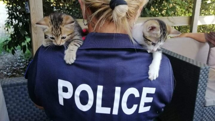 Renforcer les compétences des forces de l’ordre dans la lutte contre la maltraitance animale