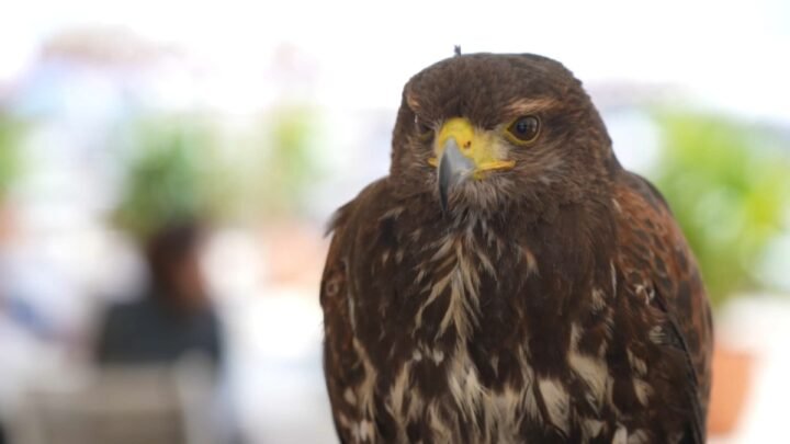 des buses pour chasser ces goélands qui “dévorent les petits-déjeuners des clients”