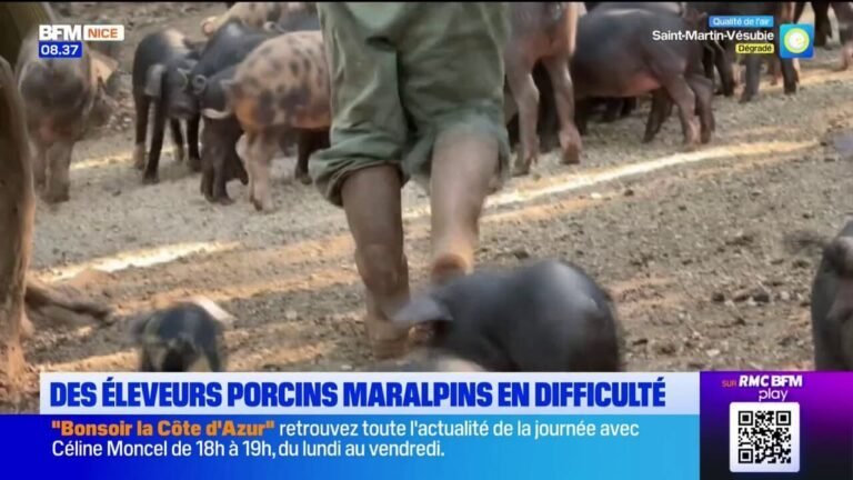 Les éleveurs porcins maralpins en difficulté