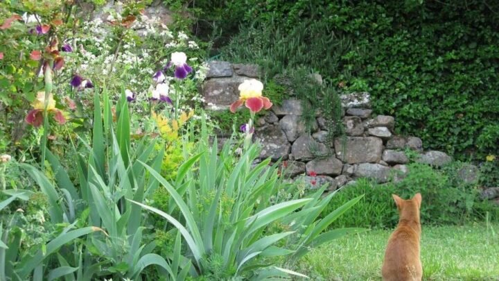 Les secrets du jardin méditerranéen avec la spécialiste Louisa Jones  (Ouest-France)