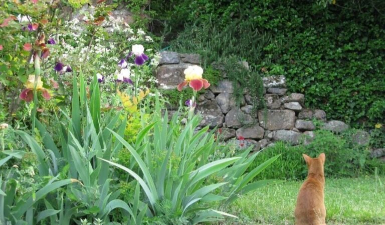 Les secrets du jardin méditerranéen avec la spécialiste Louisa Jones (Ouest-France)