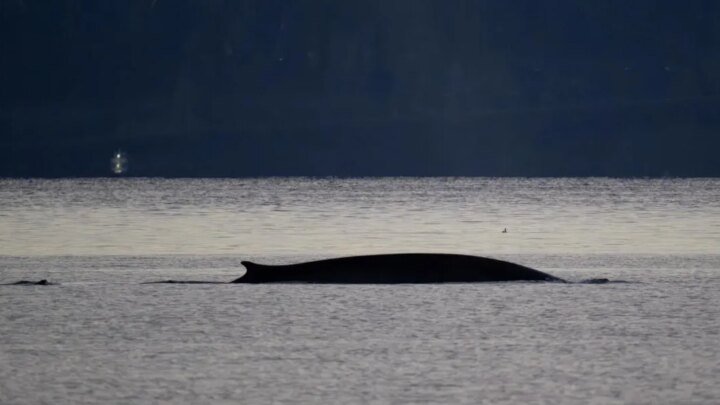 Un rorqual, le deuxième plus gros mammifère de la planète, observé près des côtes à Marseille  (Ouest-France)