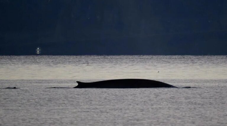 Un rorqual, le deuxième plus gros mammifère de la planète, observé près des côtes à Marseille (Ouest-France)