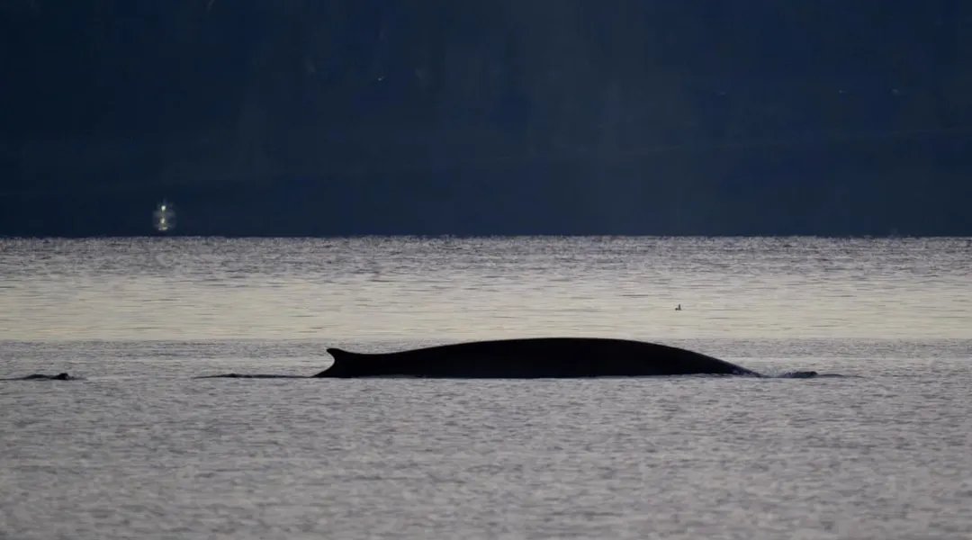 Un rorqual, le deuxième plus gros mammifère de la planète, observé près des côtes à Marseille (Ouest-France) Un rorqual, le deuxième plus gros mammifère de la planète, observé près des côtes à Marseille (Ouest-France)