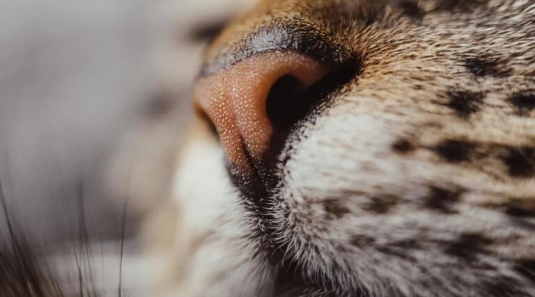 Elle accuse son voisin d’avoir tué son chat et blessé son chien avec un fusil, près de Marseille  (Ouest-France)