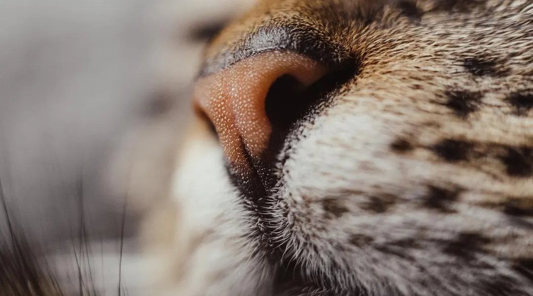Elle accuse son voisin d’avoir tué son chat et blessé son chien avec un fusil, près de Marseille (Ouest-France) Elle accuse son voisin d’avoir tué son chat et blessé son chien avec un fusil, près de Marseille (Ouest-France)