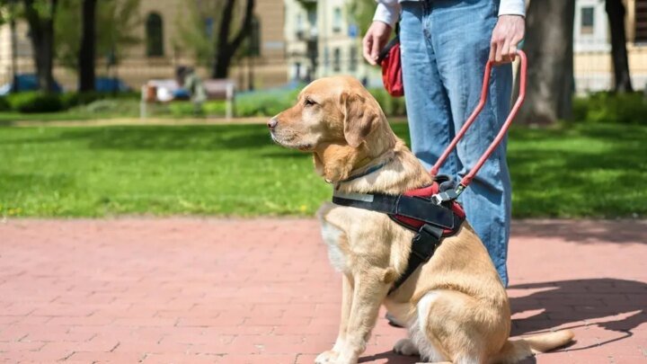 Son chien guide d’aveugle est refusé dans un restaurant, il porte plainte contre l’établissement  (Ouest-France)